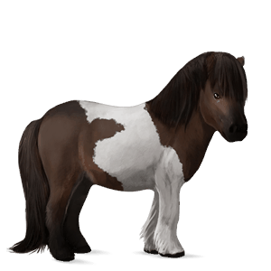 pony dunkelbrauner mit tobiano-scheckung