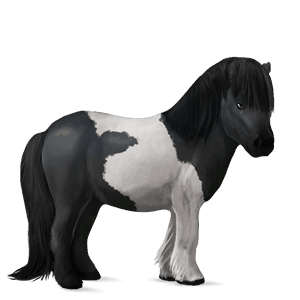 pony shetlandpony rappe mit tobiano-scheckung