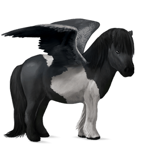 pegasus-pony quarter pony rappe mit overo-scheckung