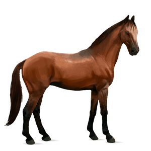 reitpferd trakehner rappe