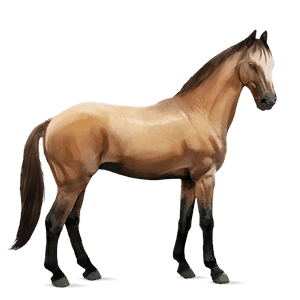 reitpferd deutsches reitpferd falbe