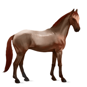reitpferd argentinischer criollo fuchs