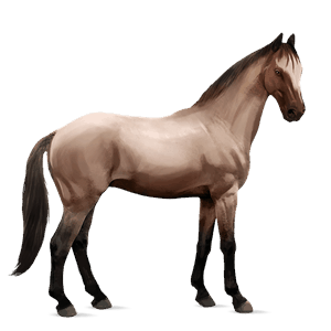 reitpferd deutsches reitpferd strawberry roan