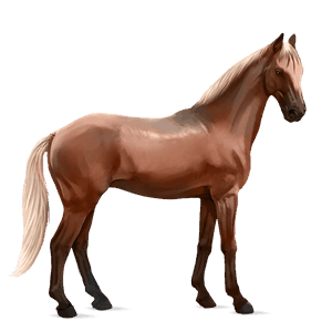 reitpferd argentinischer criollo mausgrau