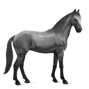 reitpferd deutsches reitpferd apfelschimmel