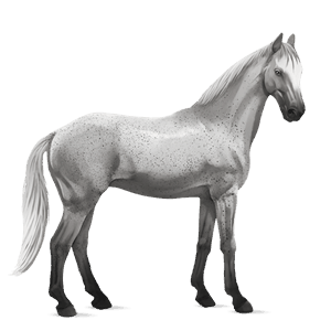 pony haflinger fuchs mit heller mähne