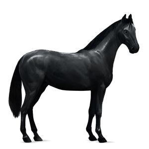 reitpferd friese rappe