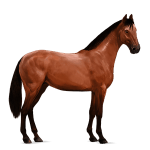 reitpferd argentinischer criollo rotbrauner