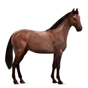 reitpferd hannoveraner dunkelfuchs