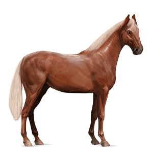 reitpferd friese rappe