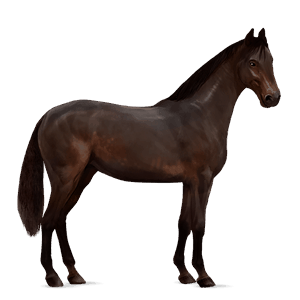 reitpferd quarter horse dunkelbrauner