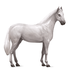 reitpferd mustang dunkelbrauner