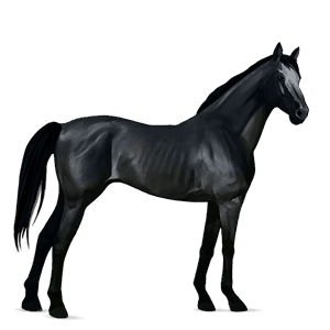 reitpferd deutsches reitpferd rappe