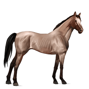 reitpferd roan
