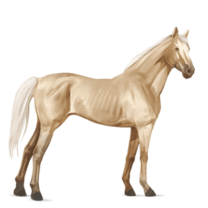 reitpferd selle français palomino