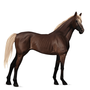 reitpferd falbe