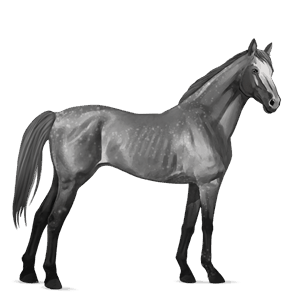 reitpferd englisches vollblut apfelschimmel