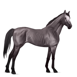 reitpferd deutsches reitpferd mausgrau