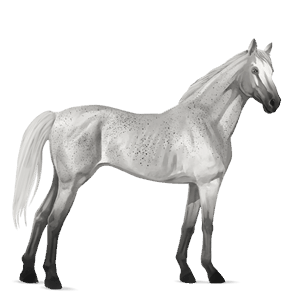 reitpferd dunkelbrauner
