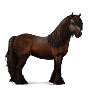 reitpferd argentinischer criollo apfelschimmel