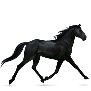 reitpferd paint horse brauner mit tovero-scheckung 