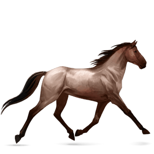 reitpferd nokota roan