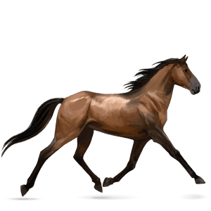 reitpferd friese rappe