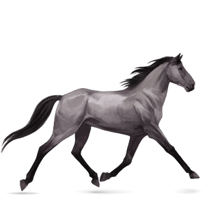 reitpferd holsteiner hellgrau