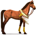 reitpferd wüste
