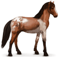 wildpferd abaco-wildpferd