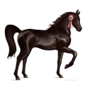 reitpferd holsteiner rotbrauner