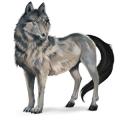 wildpferd wolf