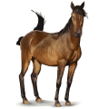 wildpferd donaudelta-pferd