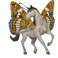 reitpferd araber apfelschimmel