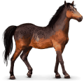 wildpferd kaimanawa