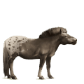 reitpferd englisches vollblut brauner