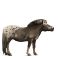 pegasus-kaltblut drum horse brauner