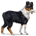 wildpferd australischer schäferhund
