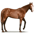 wildpferd shackleford-pony