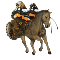 reitpferd brumby rappe