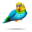 compagnon-pinata-parakeet_v1678793255.png