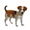 compagnon-chien_v1713961018.png