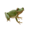 compagnon-grenouille_v1713961018.png