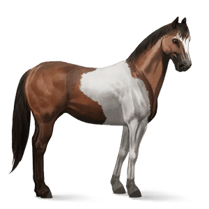 reitpferd paint horse brauner mit tobiano-scheckung