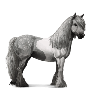 reitpferd tinker apfelschimmel mit tobiano-scheckung