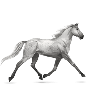 reitpferd friese rappe