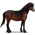 wildpferd dartmoor-pony