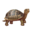compagnon-tortue_v1549988571.png