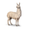 compagnon-lama.png