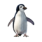 compagnon-pingouin.png